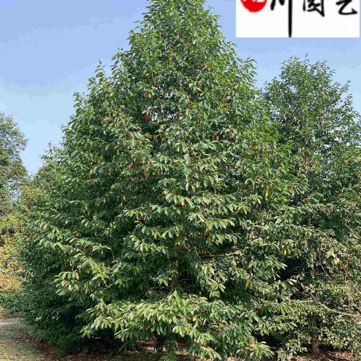 成都成都10-20公分乐昌含笑 四川乐昌含笑更新价格 基地直销