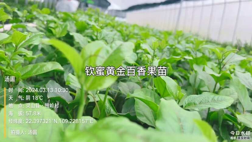 灵山县百香果苗