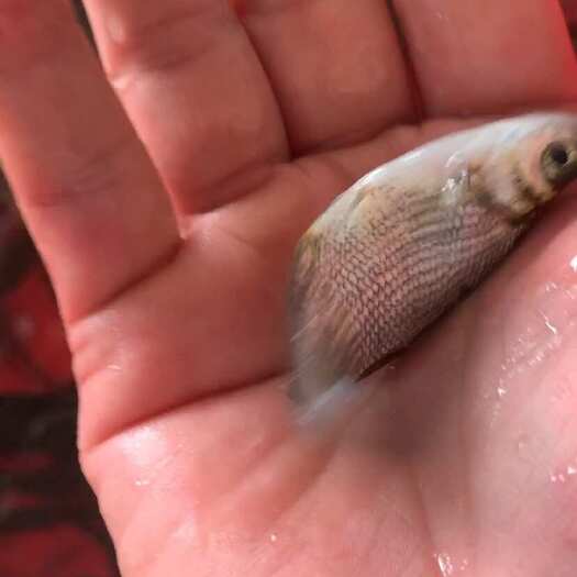 武昌鱼苗 沙边鱼苗 团头舫鱼苗 鳊鱼苗 三角鲂鱼苗