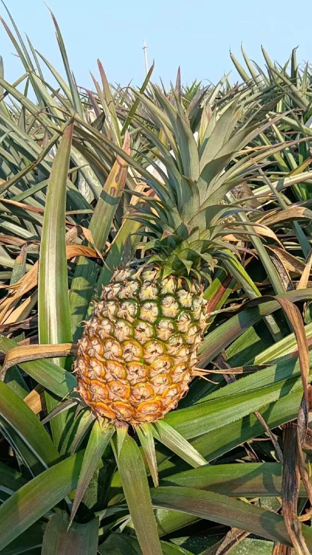 广东徐闻香水菠萝批发代发 大中小果 3/5/8 斤 1 斤起