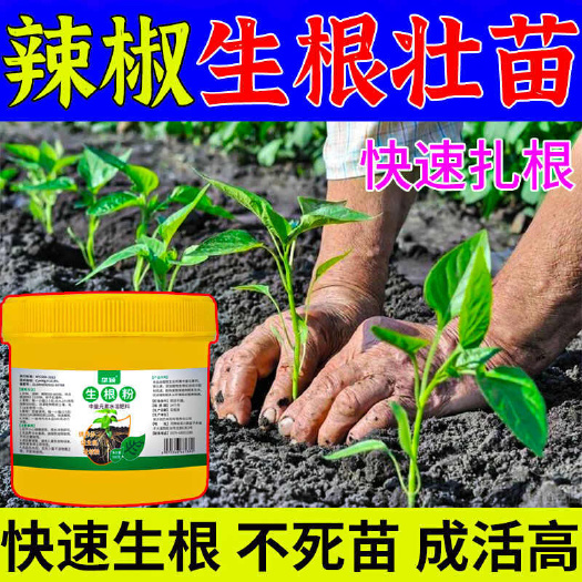 辣椒生根粉辣椒强力生根壮苗剂生根剂养根救苗叶面肥解决僵苗苗弱