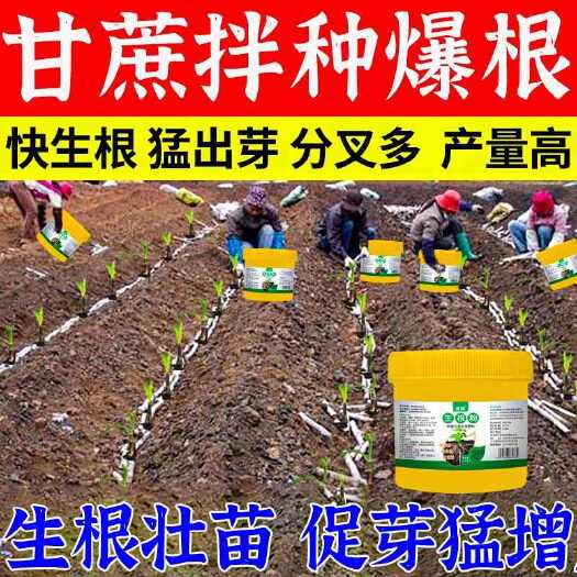 栾川县甘蔗专用生根剂生根粉甘蔗生根菌肥猛生根壮苗剂根多根粗狂暴生根
