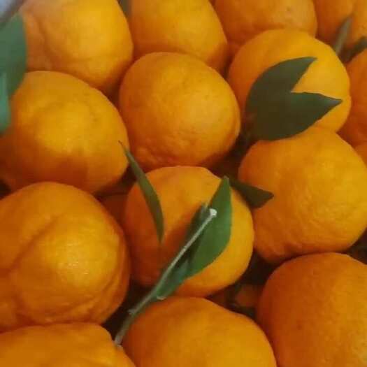  不知火