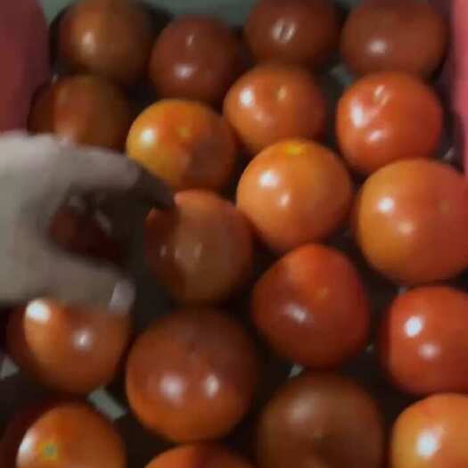 硬粉西红柿