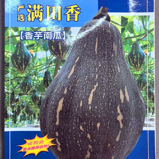 珠海满田香香芋南瓜种子，浓香型，瓜形整齐，肉色金黄，口感粉嫩
