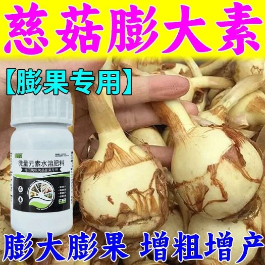慈菇膨大剂个大均匀增大增白促长多肉茨菇增产白净绿叶全株叶面肥