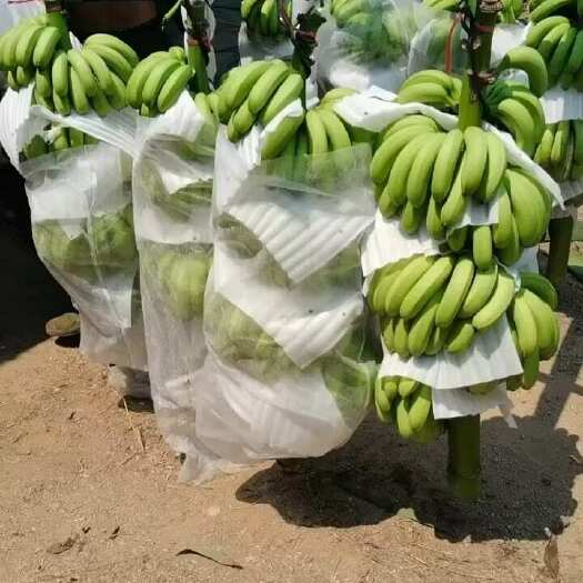 昌江县海南精品香蕉
