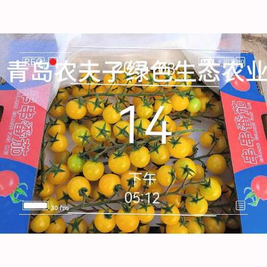 平度市多彩的春天，多彩小番茄，圣女果中的天花板，颜值与美味并存，