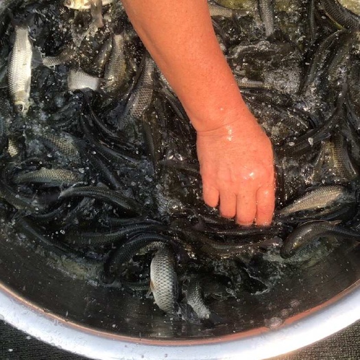 南宁中科6号草鱼