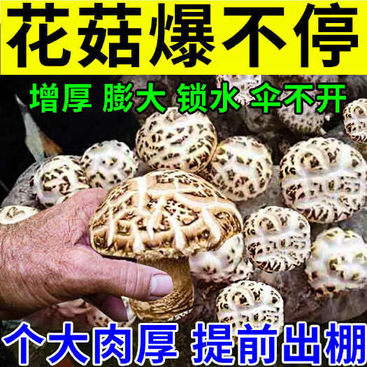 香菇专用肥增产素快速催菇壮菇增产增效酶香菇抗病抗重茬提早上市