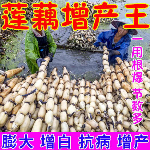 长沙莲藕增产叶面肥莲藕地下猛长根茎膨大素增白早熟防三落莲藕膨果素