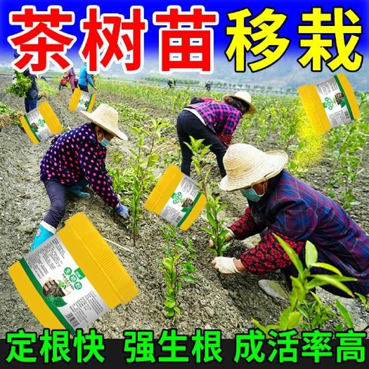 栾川县茶树专用生根剂发根茶苗生根剂移栽扦插促活液醒苗服苗强力生根剂