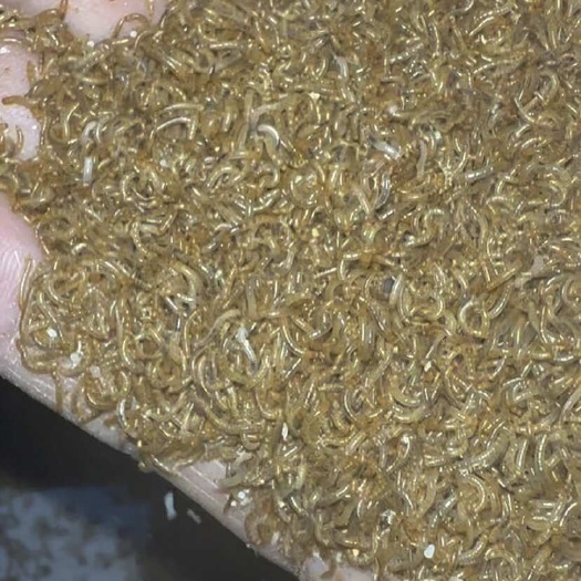 抚州黄粉虫开口虫