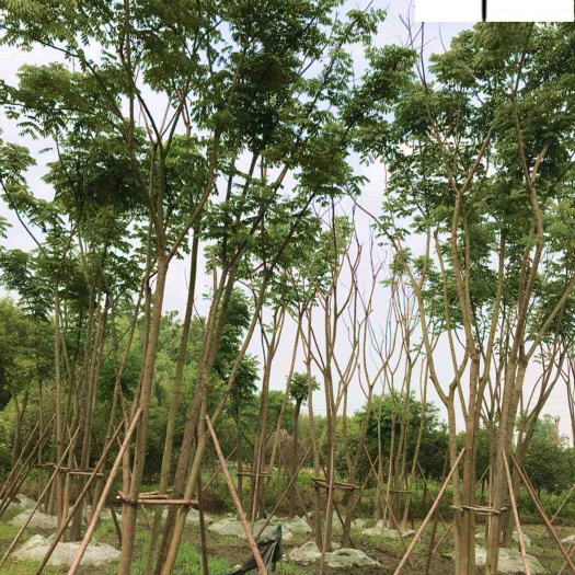 成都8-20公分栾树批发 成都栾树苗木基地直销 优质工程绿化乔木