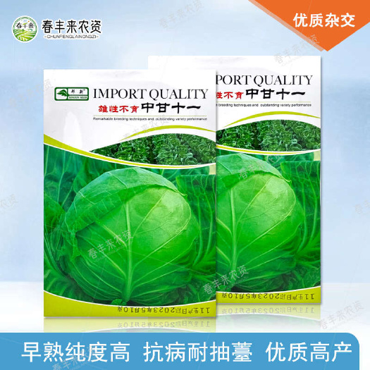 中甘十一绿甘蓝种子结球卷心菜大头菜包心菜50天收获