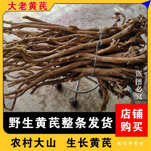 甘肃黄芪多年生长老黄芪批发深山采挖自然晒干纯黄芪