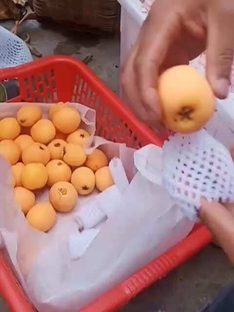 五星大枇杷上市应季水果皮薄肉多好吃不贵现摘现发包邮到家