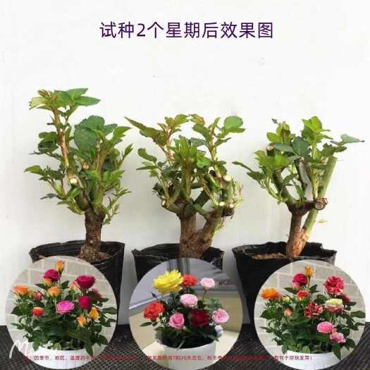 【四季开花】玫瑰花老桩苗盆栽月季花苗耐寒耐热