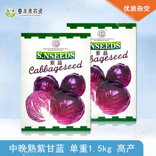 临沂邢优紫晶紫甘蓝种子5g中晚熟绿紫色结球甘蓝菜种籽紫色卷心菜种
