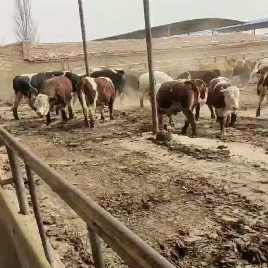  肉牛
