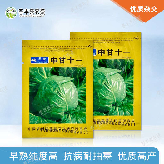 临沂中甘十一绿甘蓝种子结球卷心菜/大头菜/包心菜 50天收获蔬菜