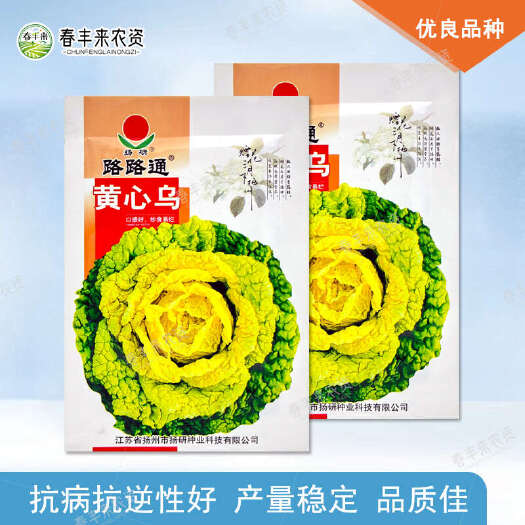 长沙黄心乌塌菜种子耐寒黄心菜种籽菊花心菜籽易种黄金乌蔬菜种子