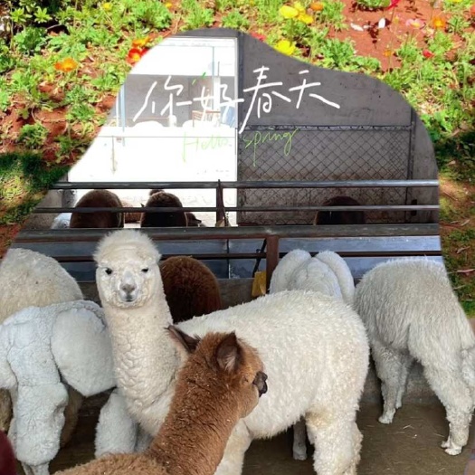 嘉祥县羊驼