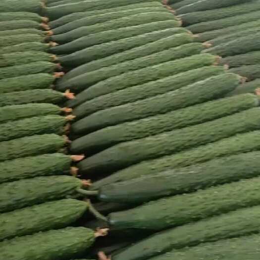  黄瓜