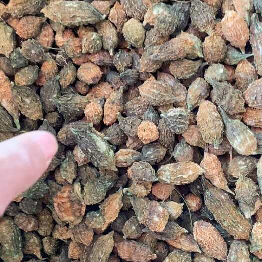 东兴市山苦瓜，野苦瓜，苦瓜仔，小苦瓜，干货