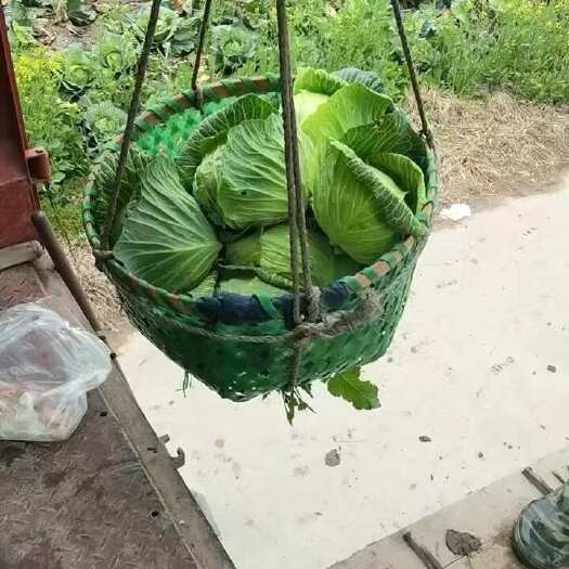 盐城包菜