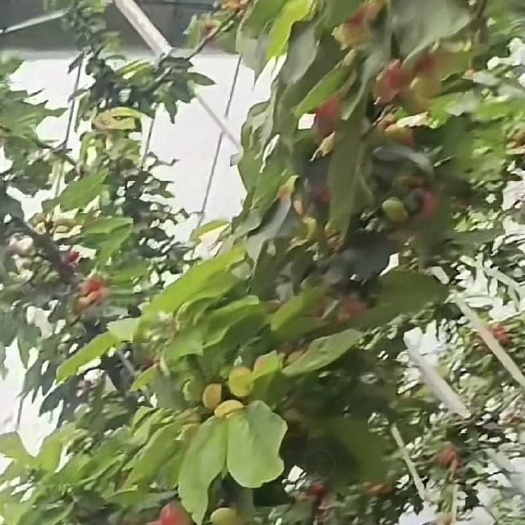 安丘市山东潍坊安丘产地