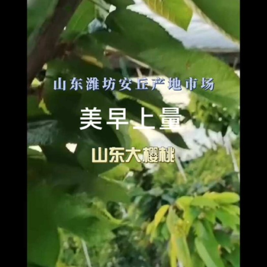 安丘市山东潍坊安丘樱桃产地