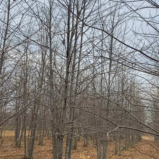 郯城县丛生娜塔栎—苗圃清地处理