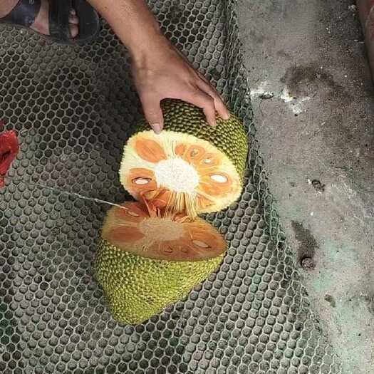 乐东县菠萝蜜