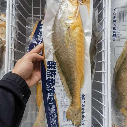 霞浦县源头工厂深海捕捞，鲜冻黄花鱼，精选品质全国发货