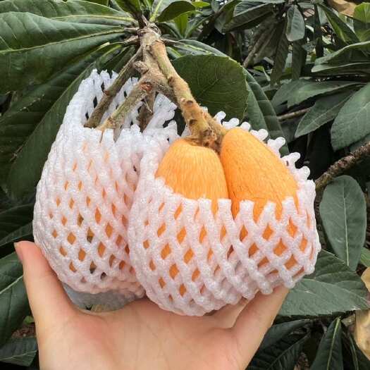 资阳枇杷