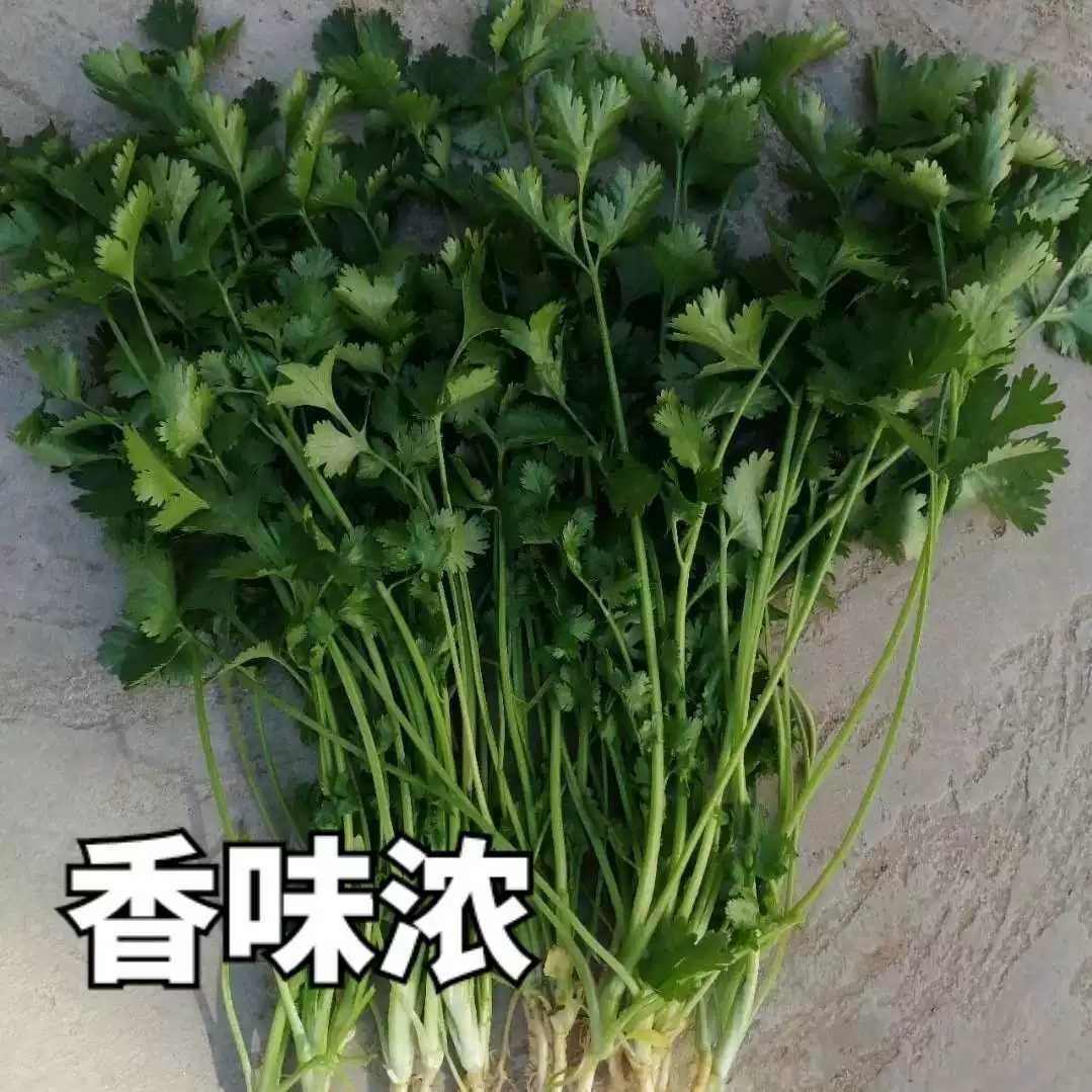 罗马铁杆大叶香菜种子，耐热耐寒，耐抽苔，香味浓郁，可夏播