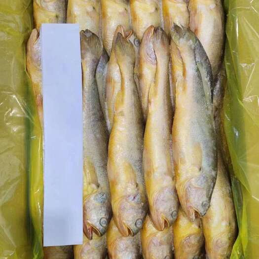 霞浦县深海板冻大黄鱼，源头工厂看得见的品质得到手的优惠
