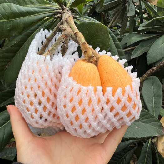  枇杷