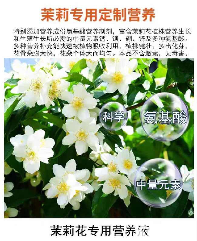 茉莉花满田茉莉专用肥料增产增收多花多蕾朵大饱满防落花茉莉肥料