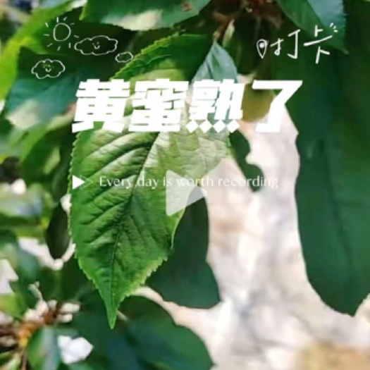 安丘市黄蜜熟了