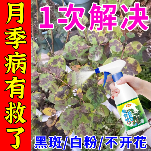 月季花黃葉黑斑病選它蘭花薔薇花月季黑斑病白粉病銹病通用殺菌劑