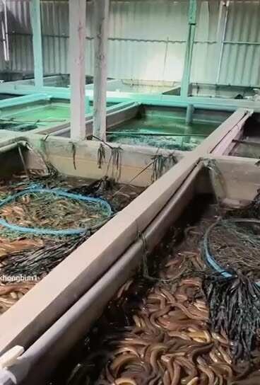 东兴市越南黄鳝