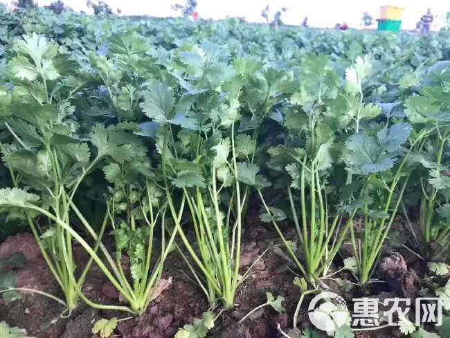 永荣四季香菜种子，叶片肥厚，耐热耐寒，耐抽苔，香味浓，基地用