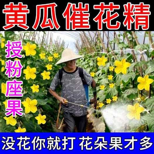 栾川县黄瓜坐瓜灵授粉坐果精保花坐果防落果沾花点花授粉膨果喷雾叶面肥