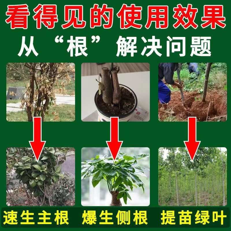 茶树专用生根剂茶叶快速发根茶苗移栽生根粉强力生根壮苗剂防死棵