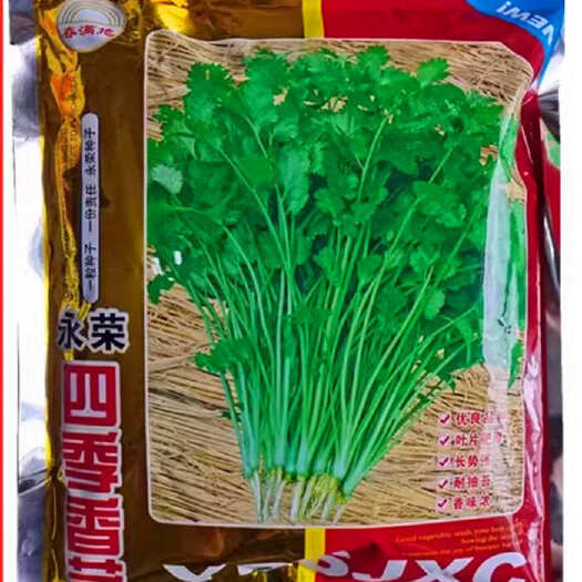 三明永荣四季香菜种子，叶片肥厚，耐热耐寒，耐抽苔，香味浓，基地用