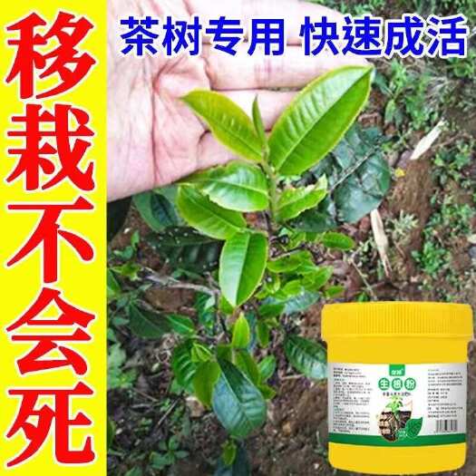 栾川县茶树专用生根剂茶叶快速发根茶苗移栽生根粉强力生根壮苗剂防死棵
