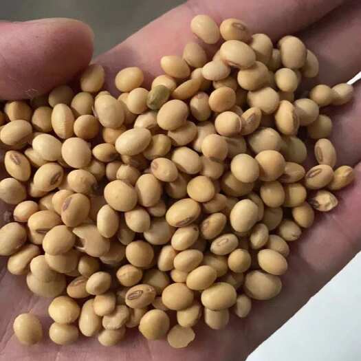 天津非转基因高蛋白大豆
