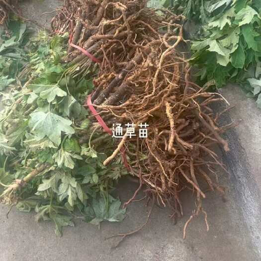 大通草苗    现货大量出售，价格优惠，枝叶茂盛，成活率高
